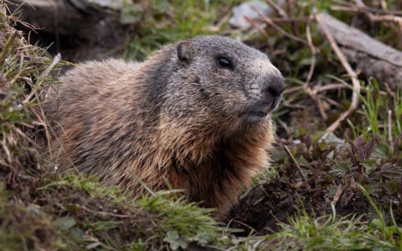 Beaver Names