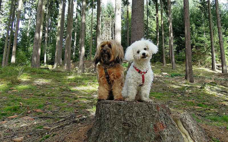 Bichon-Dog-Names-Boy