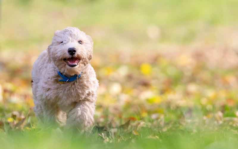 Bichon-Frise-Names