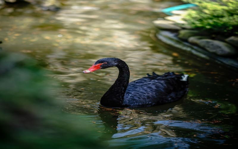 Black Swan Names