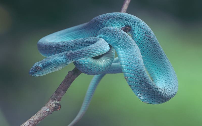 Blue Snake Names