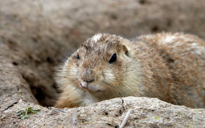 Cool Beaver Names