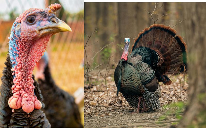 Cool Pet Turkey Names