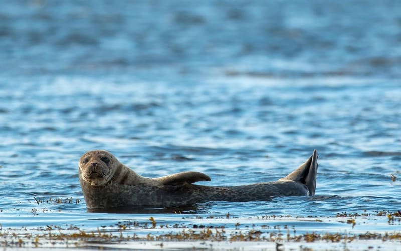 Cool Seal Names