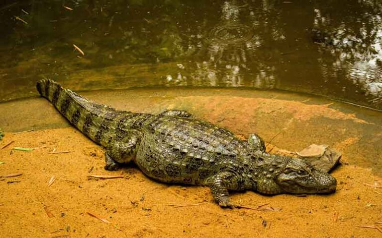 Crocodile Names: 480 Unique Choices for Your Reptilian Friend