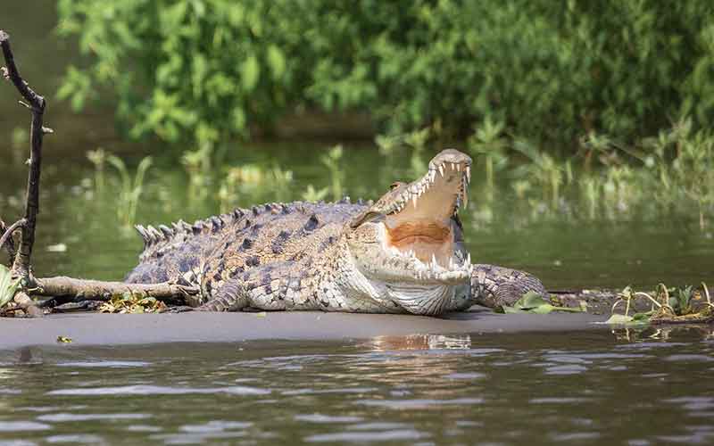 Crocodile-Names-Male