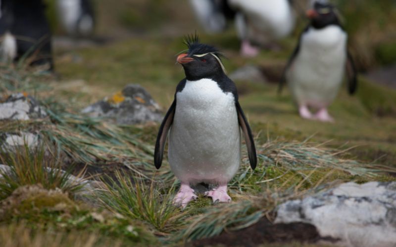 Cute Baby Penguin Names