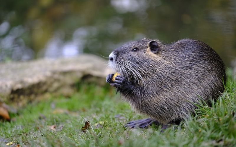 Cute Beaver Names