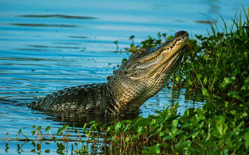 Cute-Crocodile-Names