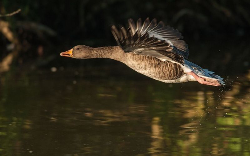 Cute Goose Names