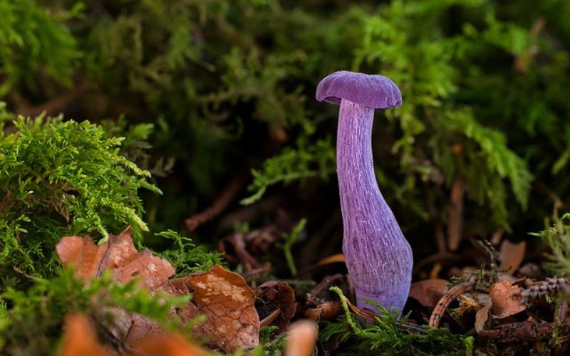 Cute Mushroom Names