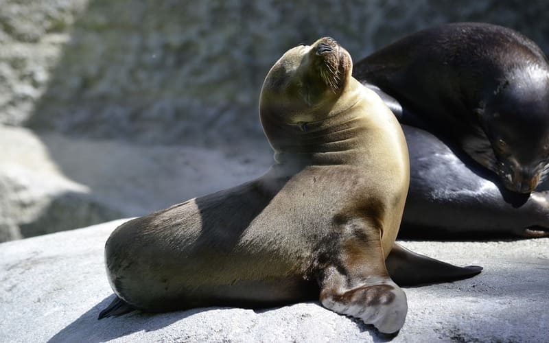 Cute Seal Names