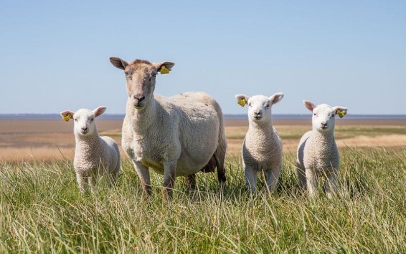 Cute Sheep Names