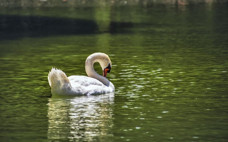 Cute Swan Names