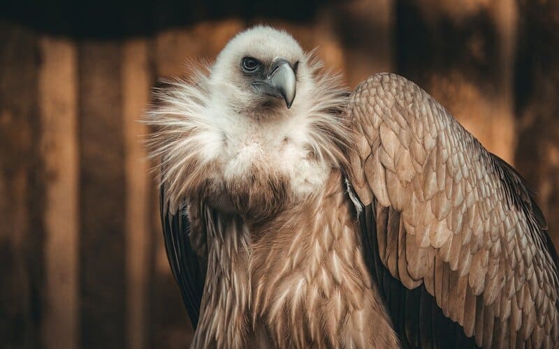 Cute Vulture Names