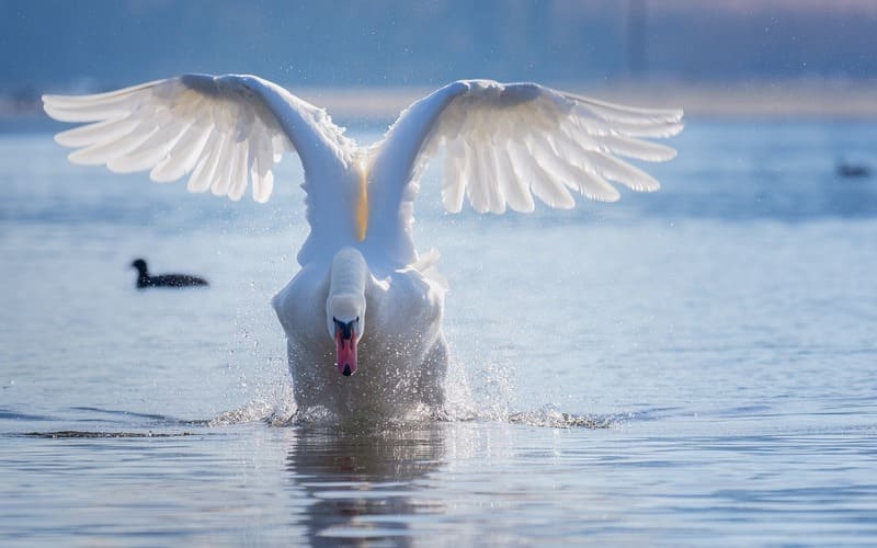 Famous Swan Names