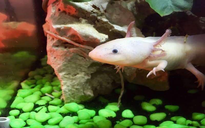 Female Axolotl Names