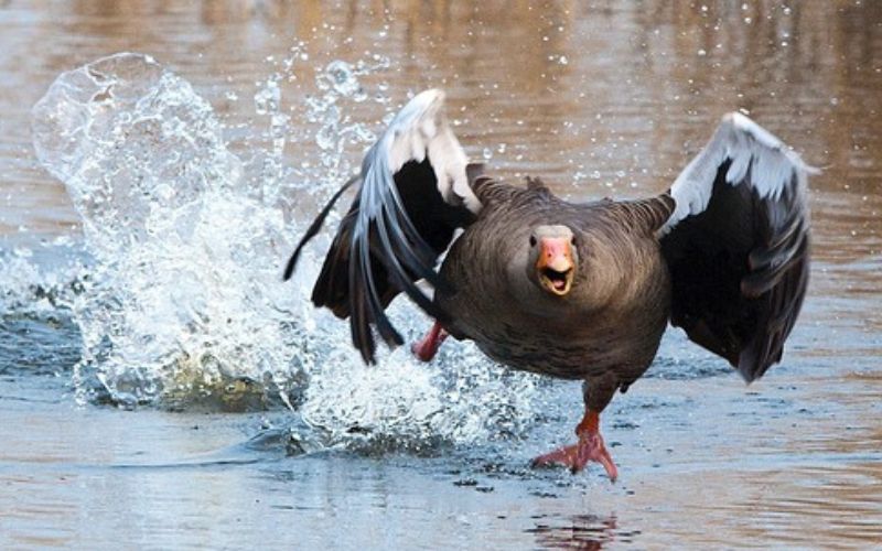 Funny Goose Names