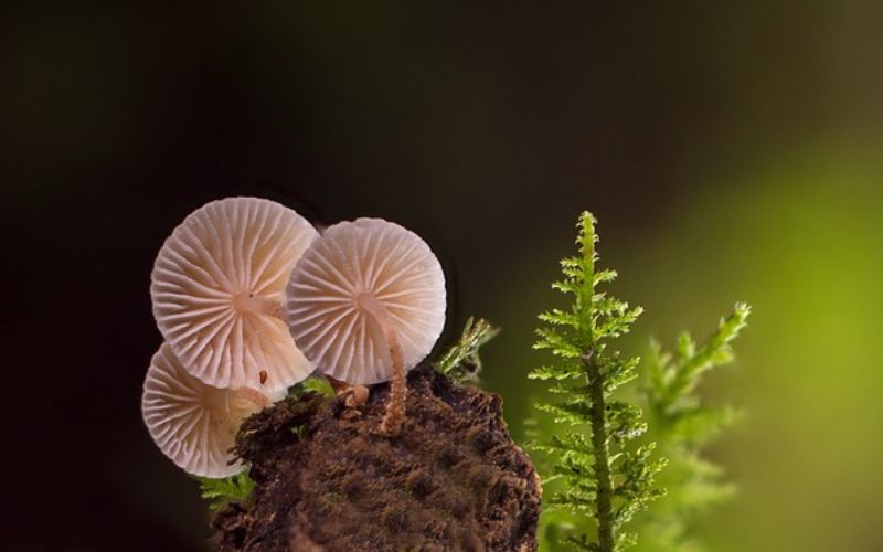 Funny Mushroom Names