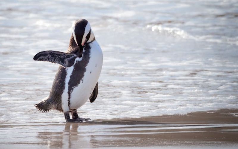 Funny Penguin Names