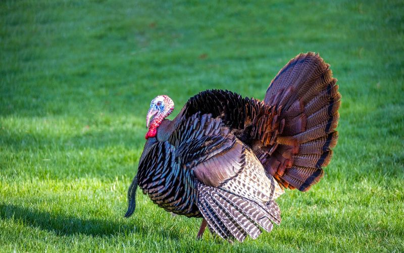 Funny Turkey Names