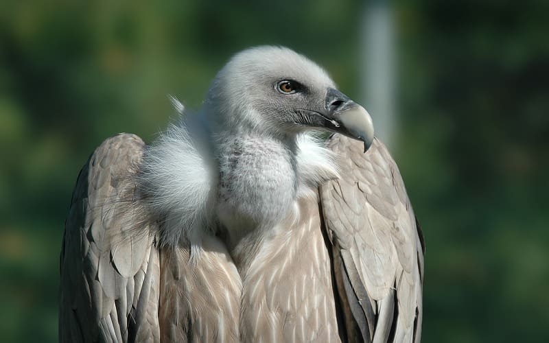 Funny Vulture Names