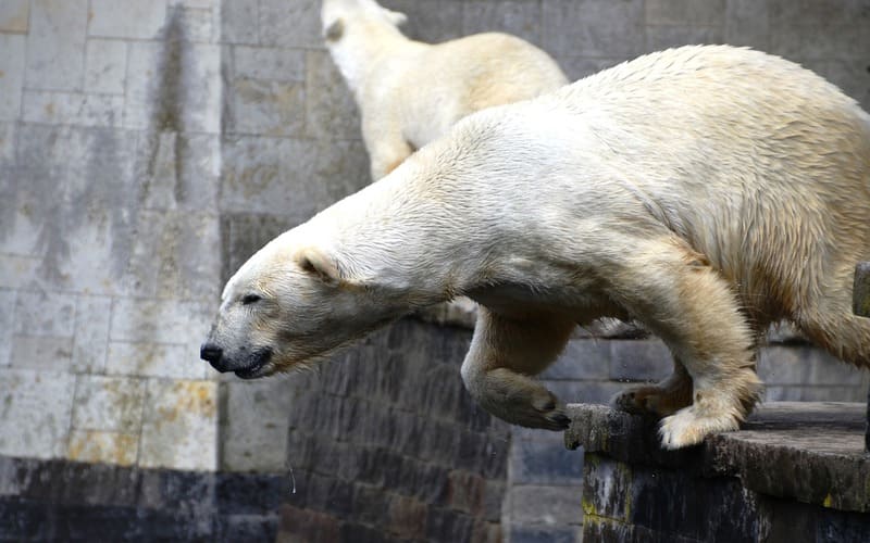 Good Polar Bear Names