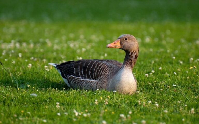 800+ Goose Names with Meanings – Find the Ideal Name Today