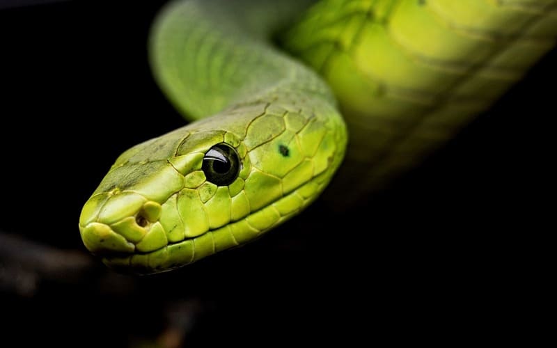 Green Snake Names