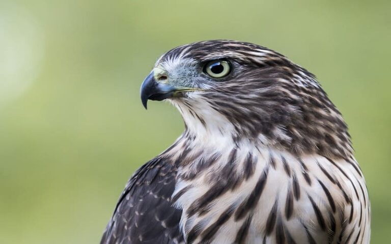 360 Hawk Names Idea With Meanings & Origins