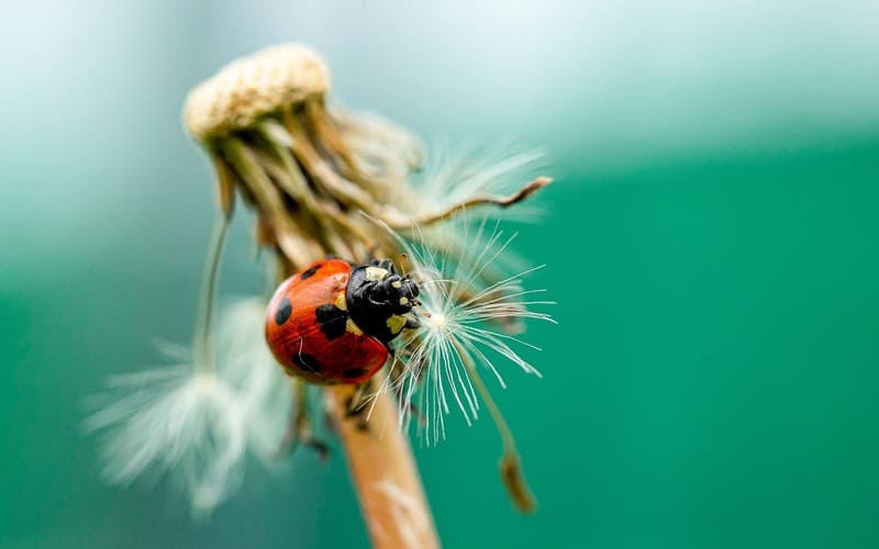 Ladybug Baby Names