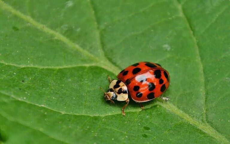 450+ Fantastic Ladybug Names: Unique Choices with Meanings