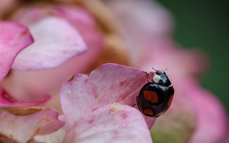 Ladybug Names Girl