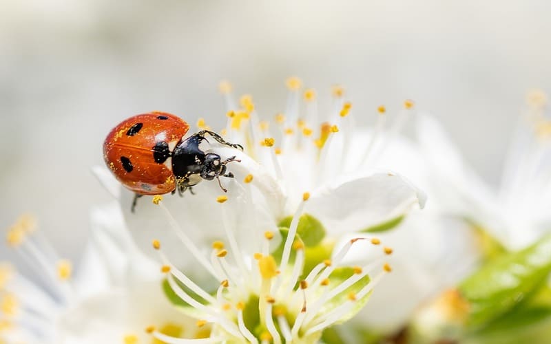 Ladybug Names Male