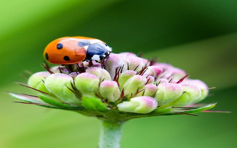 Ladybug Names for Pets