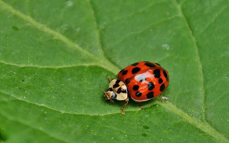 Ladybug Names