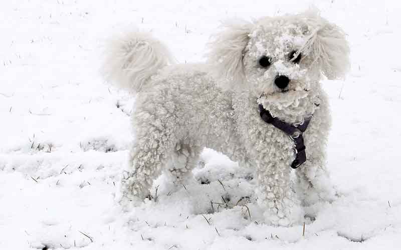 Names-for-Bichon-Frise-Male