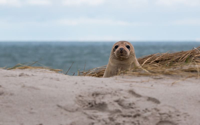 Names with Seal in Them