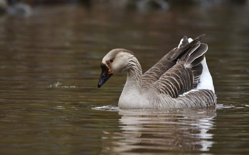 Nicknames for Goose