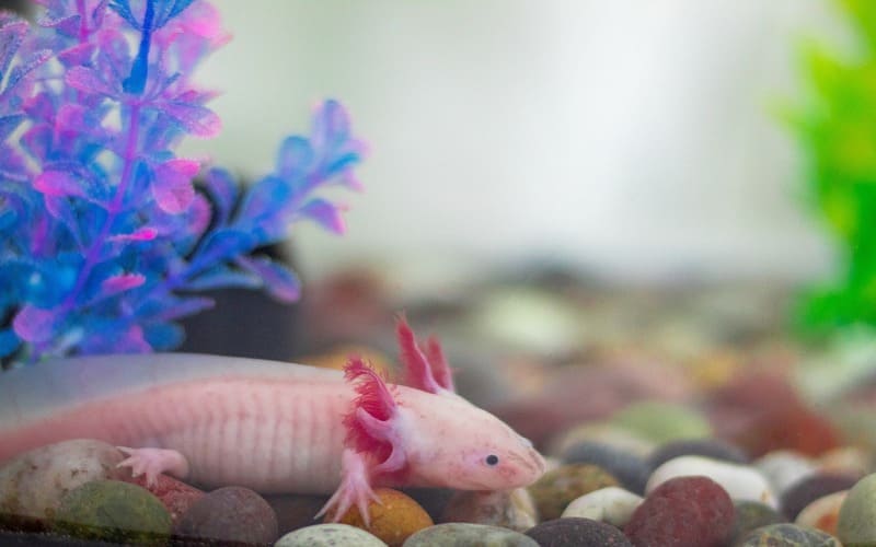 Pink Axolotl Names