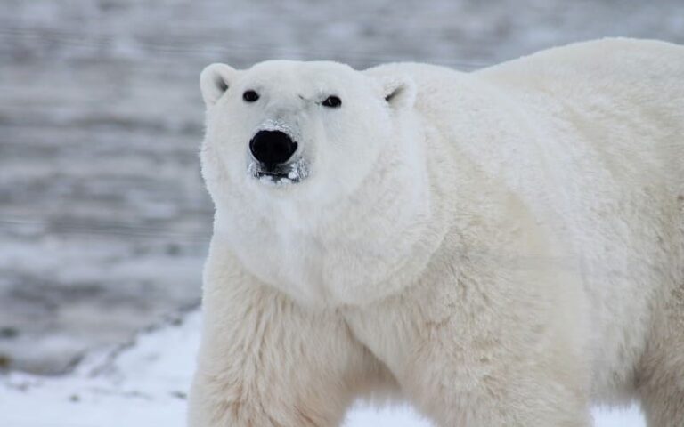 750 Unique Polar Bear Names with Meanings & Origins