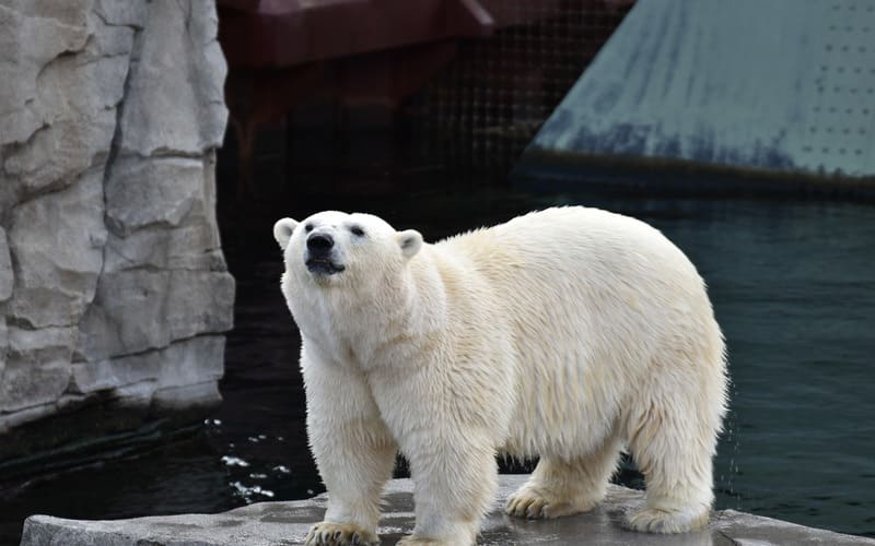 Polar Bear Names in Zoos