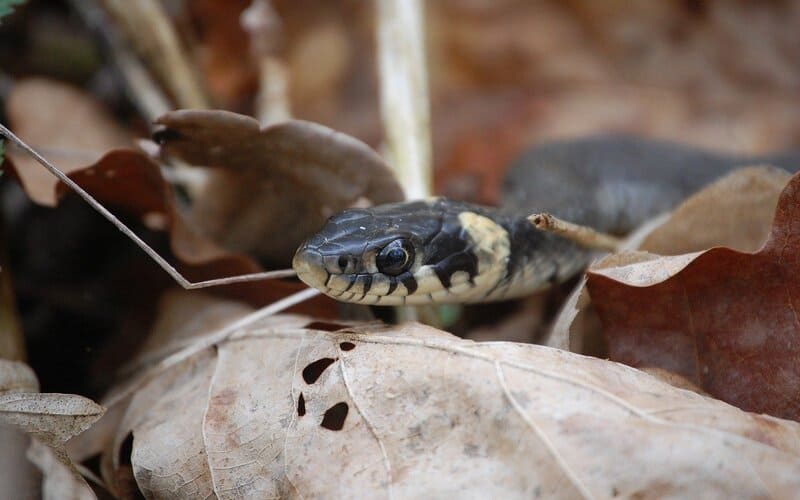 Popular Snake Names