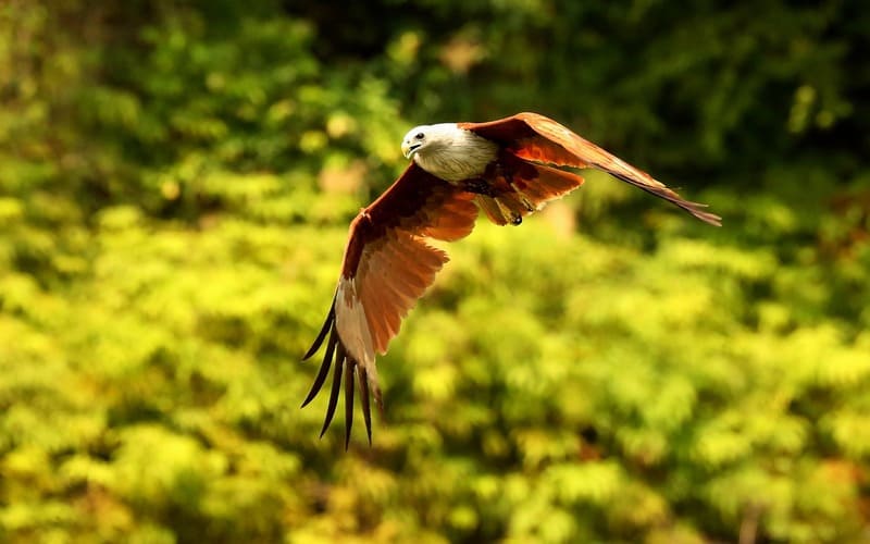 Red-tailed Hawk Names