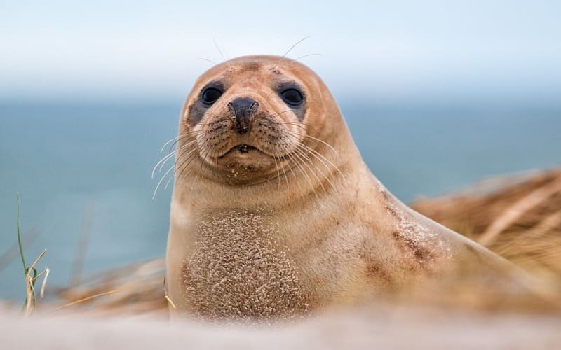 Seal Names