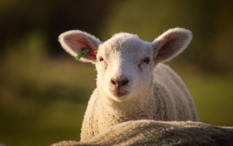 1300+ Unique Sheep Names and Their Meanings