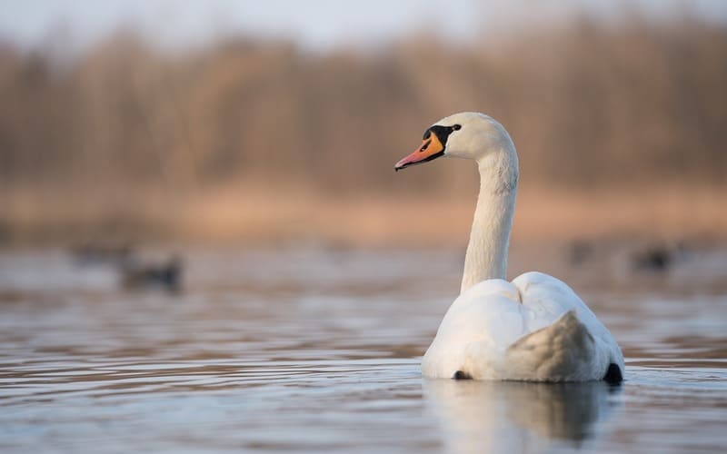 The Names Of Swan Species