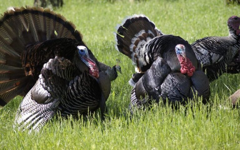 450 Best Turkey Names for Your Pet – Unique & Meaningful Choices