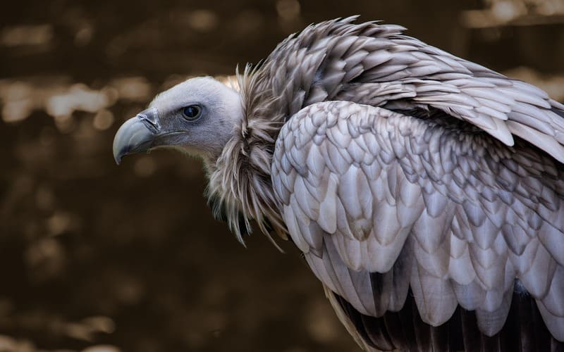 Vulture Names