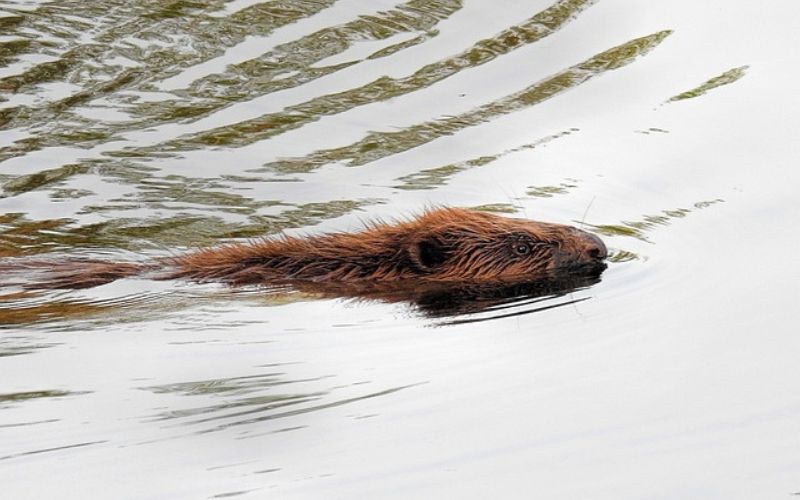 Weird Names For Beavers